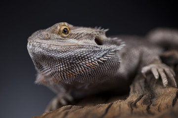 Pet, lizard Bearded Dragon on black background