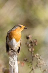 European Robin, Erithacus rubecula, Robin, Birds