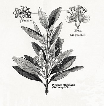 Allspice (Pimenta dioica, Pimenta officinalis) (from Meyers Lexikon, 1895, 7/542/543)