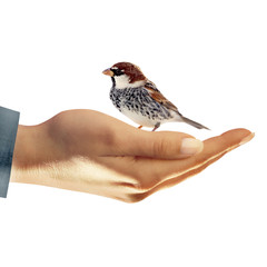 Spatz in der Hand