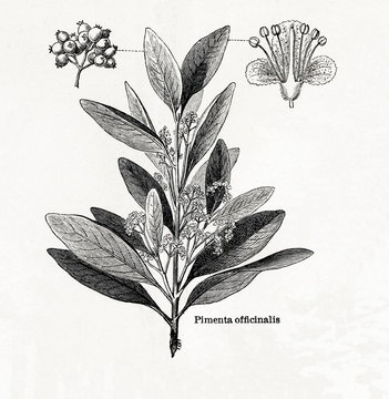 Allspice (Pimenta dioica, Pimenta officinalis) (from Meyers Lexikon, 1895, 7/542/543)