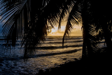 Beautiful view on the ocean beach. Sunset, palm, sea.