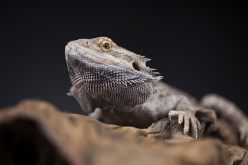 Agama bearded, pet on black background, reptile
