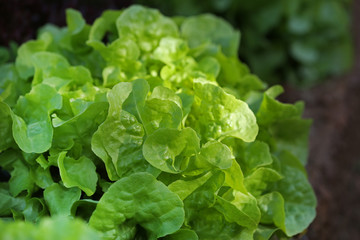 Fresh raw salad in garden
