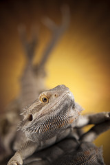 Antlers, Dragon lizard  on black mirror background