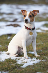 Portrait of Jack russell terrier