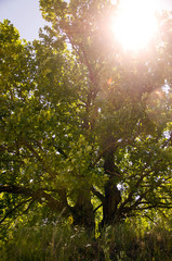 Green tree in sunlight