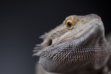 Pet, lizard Bearded Dragon on black background
