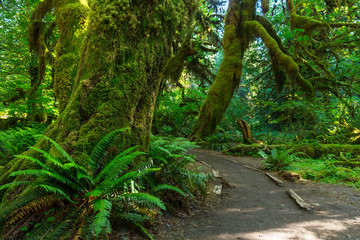 Obraz premium Rain forest