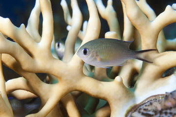 Pesci © alicefotografa