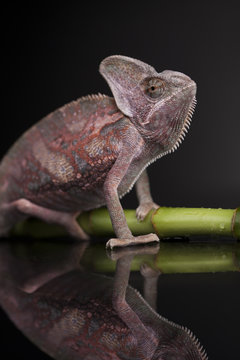 Green chameleon on bamboo, lizard background