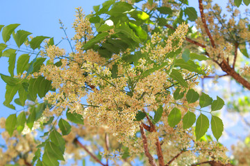 Neem tree, neem flower, A bitter taste