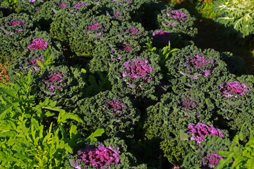 Obraz premium raw red nagoya cabbage in garden 