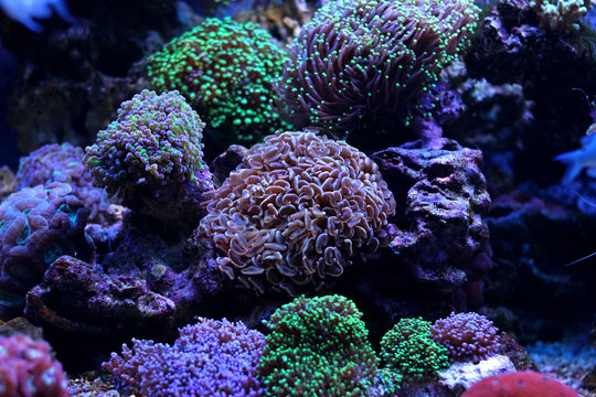 Colorful LPS corals