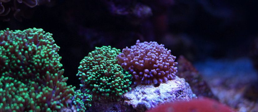 Mixed colors of hairy mushroom corals