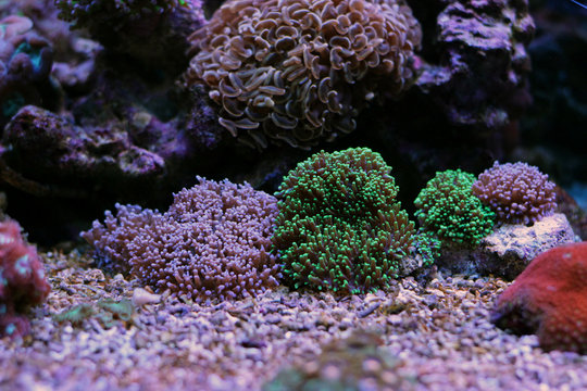 Mixed colors of hairy mushroom corals