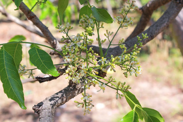 Neem tree, neem flower, A bitter taste