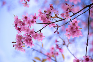 Close up Wild Himalayan Cherry flower fresh