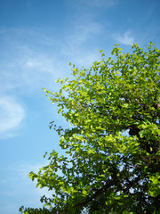 Obraz premium Tree and Sky