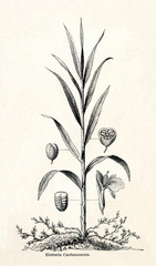 Green cardamom (Elettaria cardamomum) (from Meyers Lexikon, 1895, 7/542/543)