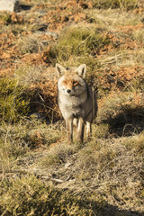 Red Fox in the nature - Vulpes vulpes, European fox.