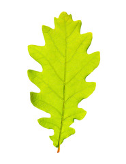 Green oak leaf isolated on white backgrpund.