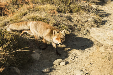 Red Fox in the nature - Vulpes vulpes, European fox.