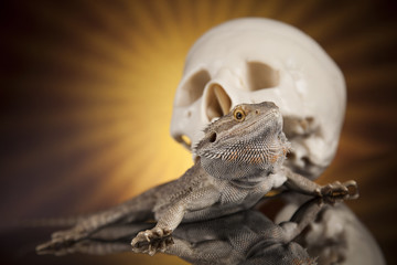 Lizard, Agama, dragon and skull
