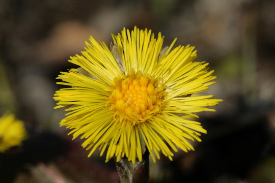 tussilage (Tussilago farfara) ou pas-d'&acirc;ne 
