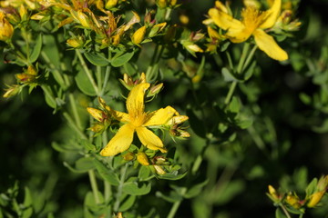 Millepertuis perforé (Hypericum perforatum)