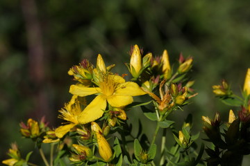 Millepertuis perforé (Hypericum perforatum)