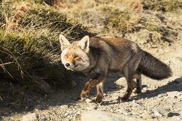 Red Fox in the nature - Vulpes vulpes, European fox.