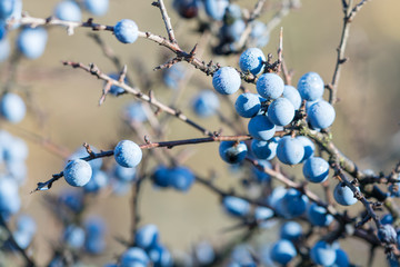 Blue Blackthorn Berries in December