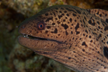 Pesce