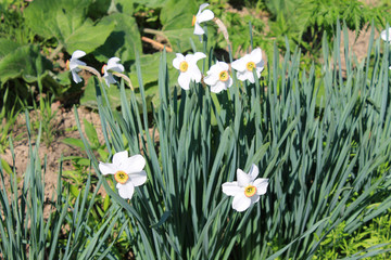Fototapeta premium White Narcissus