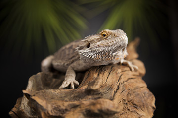 Agama bearded, pet on black background, reptile