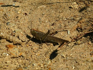 Grasshopper