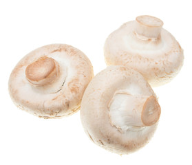 champignons on a white background