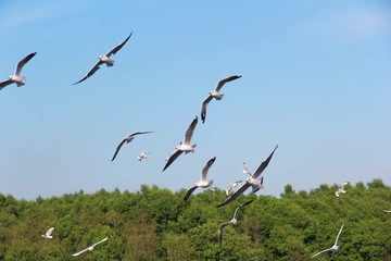 the birds seagull is flying in evening time with blue sky