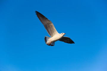 the birds seagull is flying in evening time with blue sky