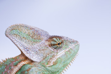 Chameleon lizard isolated on white background