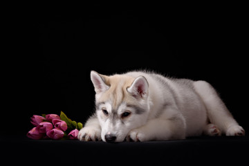 Siberian Husky puppy with flower