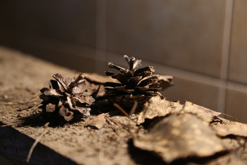 еловая засохшая шишка 