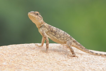 lizard