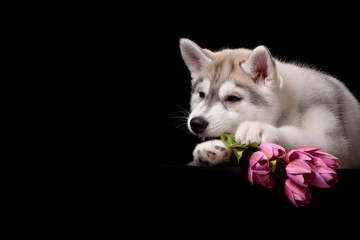 Siberian Husky puppy with flower