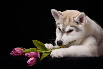 Siberian Husky puppy with flower