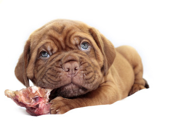 Dogue de Bordeaux - Small puppy © jandix2