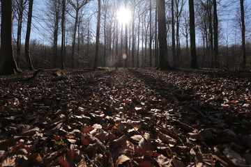 buchenwald im herbst gegen die sonne