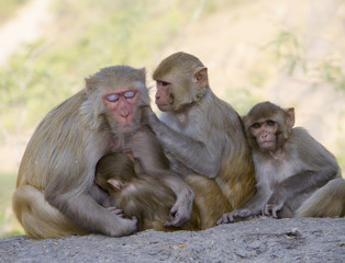 The wild animal a monkey a macaque in India
