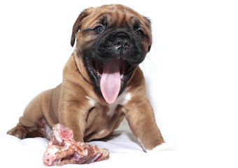 Dogue de Bordeaux - Small puppy